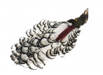 Amherst Pheasant Head