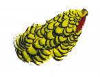 Load image into Gallery viewer, Amherst Pheasant Head