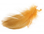 Mallard Barred Flank Feathers