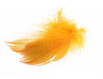 Mallard Barred Flank Feathers
