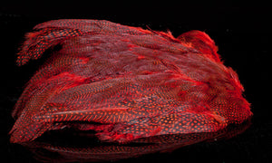 Guinea Fowl Body Skin