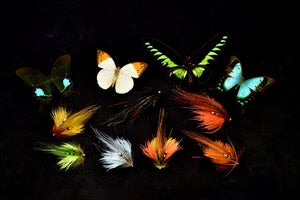 BUTTERFLY SERIES